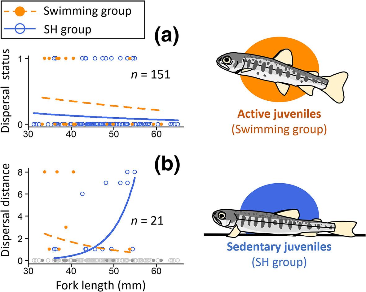 Phenotype-dependent downstream dispersal under ordinary flow conditions in juvenile white-spotted char