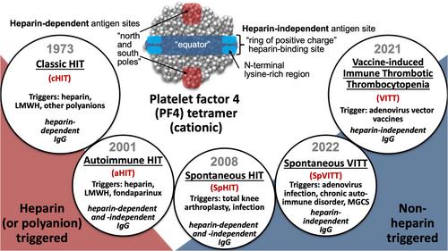 A career in solving clinical-pathological conundrums: Heyde syndrome, anti-platelet factor 4 disorders, and microvascular limb ischemic necrosis