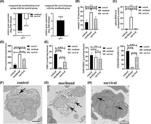 Ferroptosis and iron mineralization involved in the death and survival of orange-spotted groupers challenged with Pseudomonas plecoglossicida