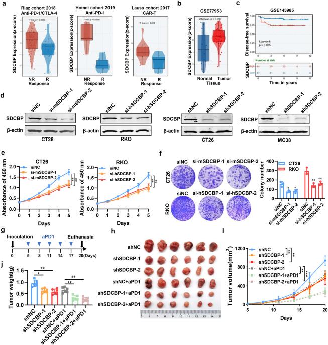 SDCBP modulates tumor microenvironment, tumor progression and anti-PD1 efficacy in colorectal cancer