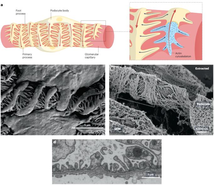 Role of biophysics and mechanobiology in podocyte physiology