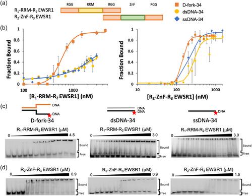 Ewing Sarcoma Related protein 1 recognizes R-loops by binding DNA forks