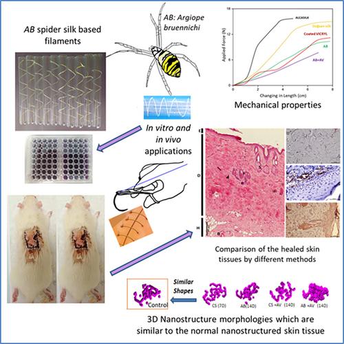 In vitro and in vivo investigation of Argiope bruennichi spider silk-based novel biomaterial for medical use