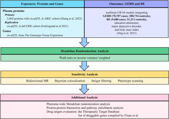 Potential drug targets for gastroesophageal reflux disease and Barrett’s esophagus identified through Mendelian randomization analysis