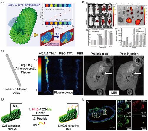 Advances of Structural Design and Biomedical Applications of Tobacco Mosaic Virus Coat Protein