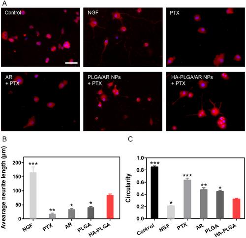 Transdermal Delivery of Polymeric Nanoparticles Containing Aconite Root for the Treatment of Chemotherapy-Induced Peripheral Neuropathy