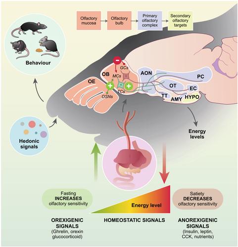 The olfactory bulb: A neuroendocrine spotlight on feeding and metabolism