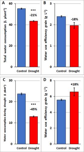 Drought stress during maize flowering may cause kernel abortion by inhibition of plasma membrane H+-ATPase activity