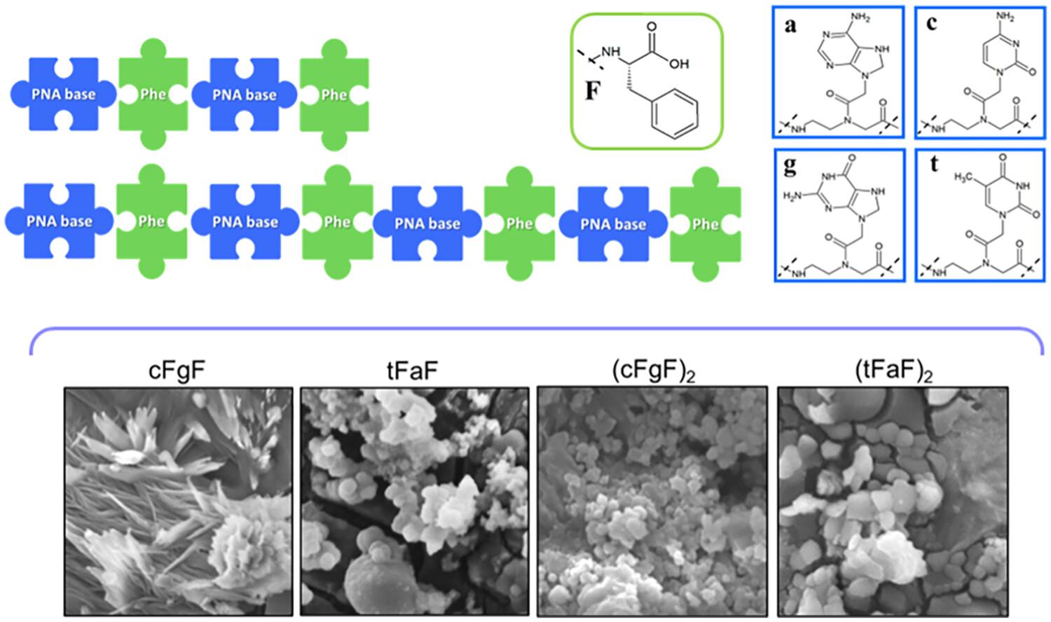 Hybrid peptide-PNA monomers as building blocks for the fabrication of supramolecular aggregates