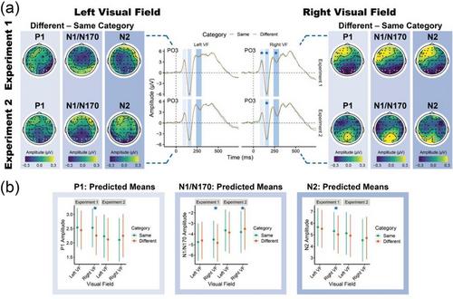 Transient and Long-Term Linguistic Influences on Visual Perception: Shifting Brain Dynamics With Memory Consolidation