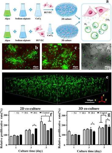 Photosynthetic co-culture system of algae and human umbilical vein endothelial cells: The effect on alleviating hypoxia and hypoxia/reoxygenation injury