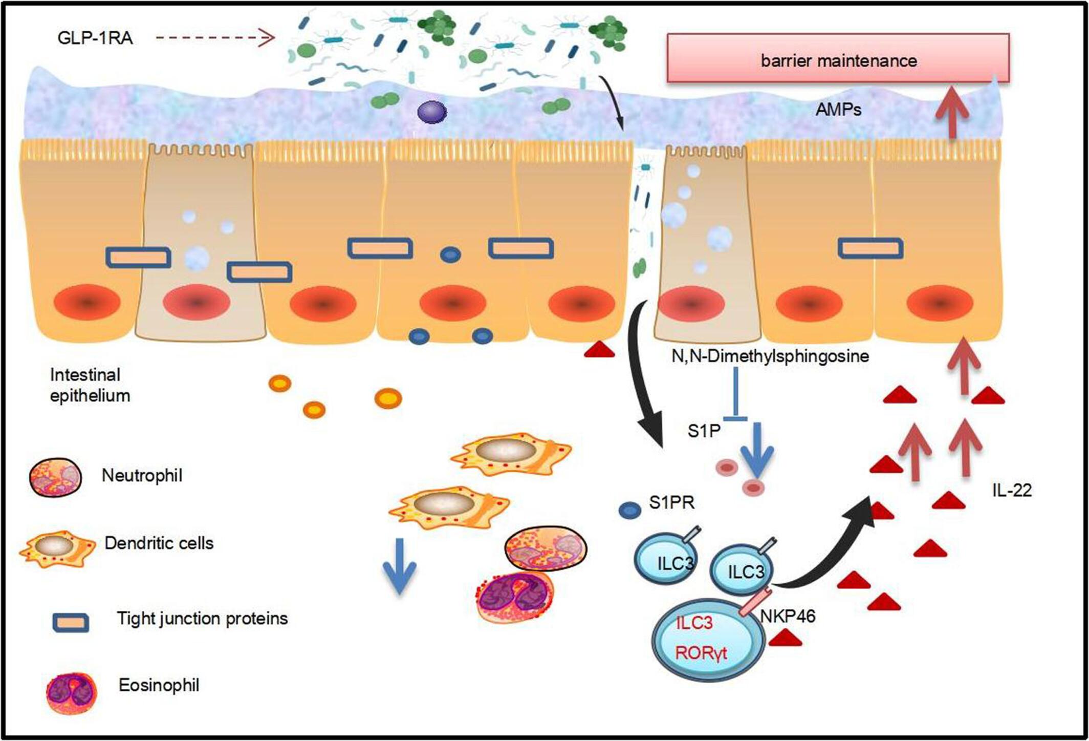 GLP-1 receptor agonists alleviate colonic inflammation by modulating intestinal microbiota and the function of group 3 innate lymphoid cells