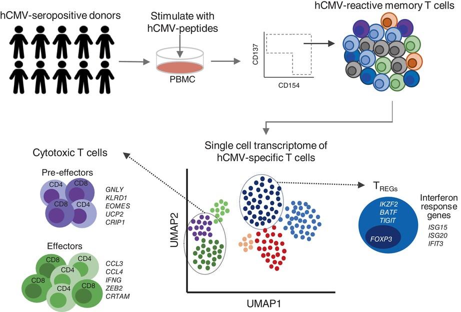 Single-cell transcriptomic and T cell antigen receptor analysis of human cytomegalovirus (hCMV)-specific memory T cells reveals effectors and pre-effectors of CD8+- and CD4+-cytotoxic T cells