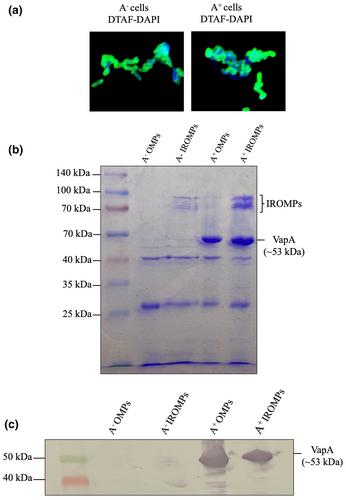 Inactivated Aeromonas salmonicida impairs adaptive immunity in lumpfish (Cyclopterus lumpus)