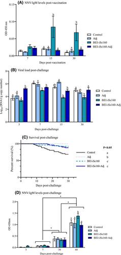 Water-in-oil adjuvant challenges in fish vaccination: An experimental inactivated adjuvanted vaccine against betanodavirus infection in Senegalese sole