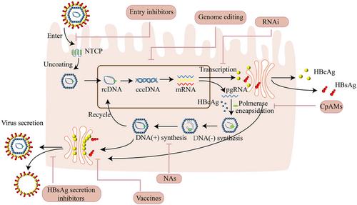 Advances in Nanocarriers for Delivering Therapeutic Agents Against Hepatitis B Virus