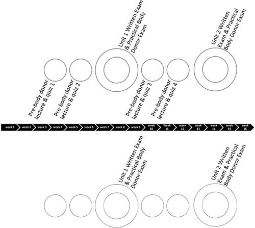 The effect of pre-body donor quizzes on student performance in a hybrid anatomy course