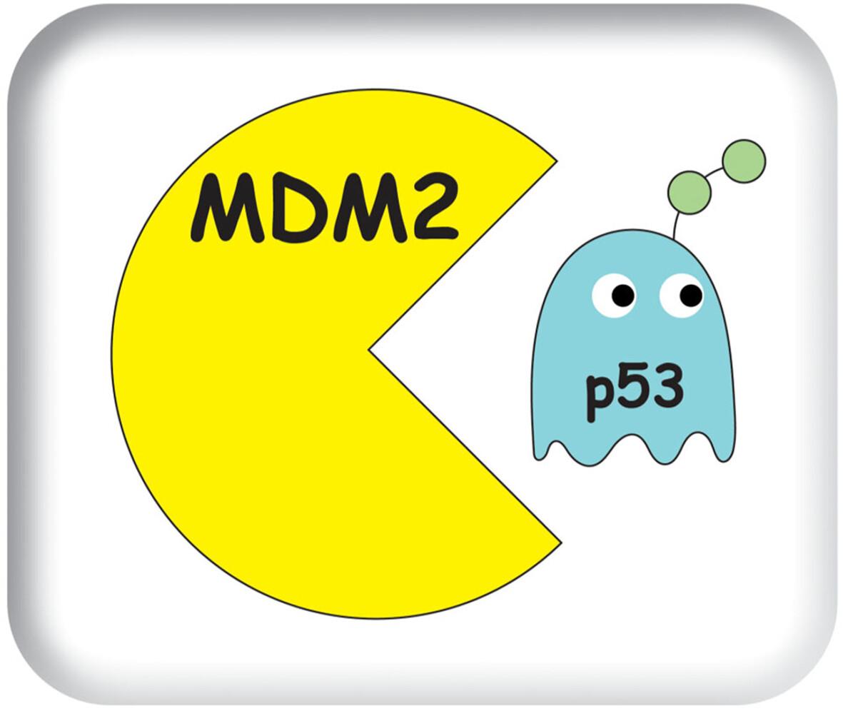 “The 10th International MDM2 Workshop”: Opening up new avenues for MDM2 and p53 research, the First International MDM2 Workshop in Asia