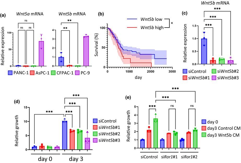 Role of Wnt5b-Ror1 signaling in the proliferation of pancreatic ductal adenocarcinoma cells