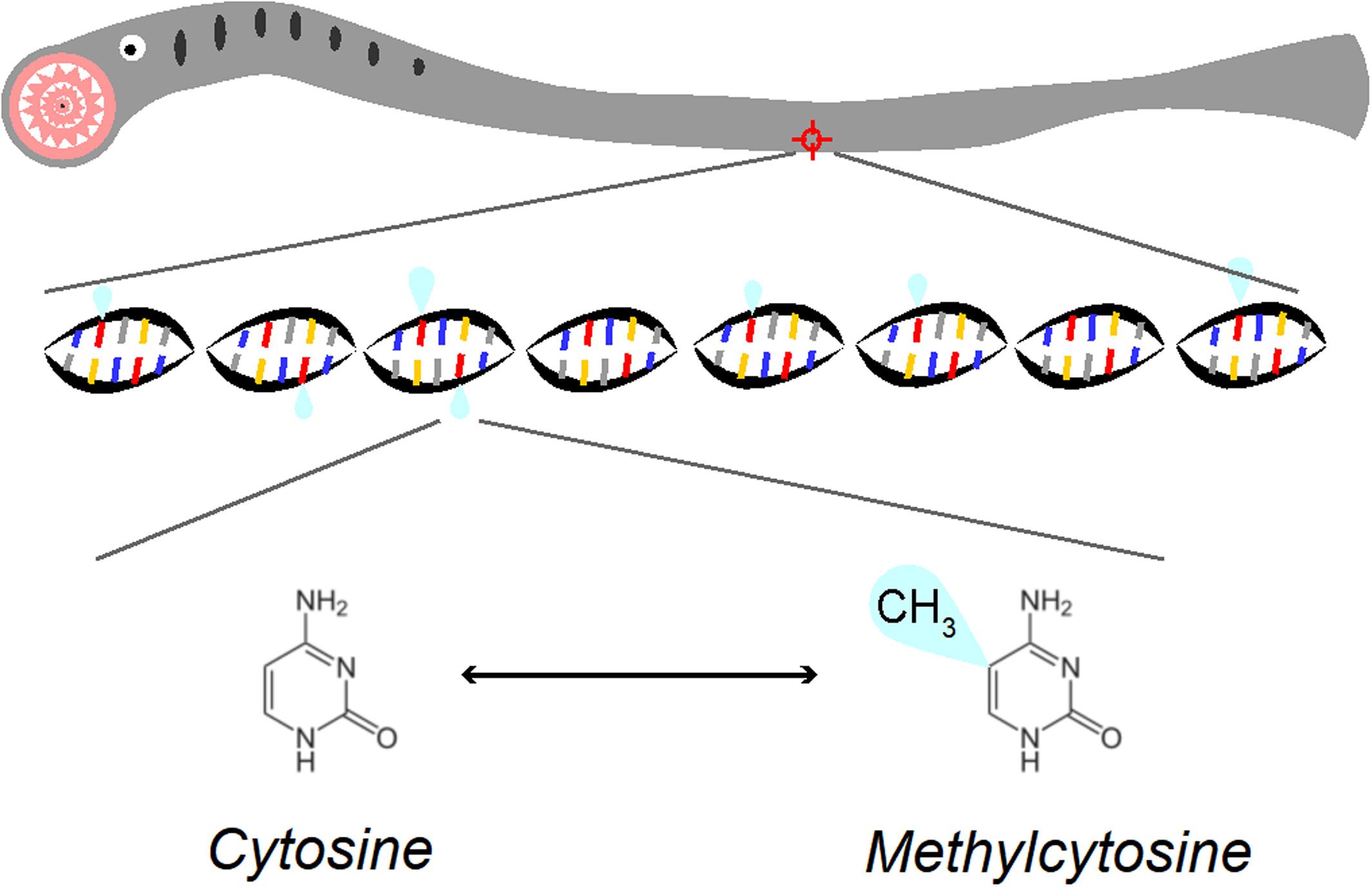 Global level of methylation in the sea lamprey (jawless vertebrate) genome is intermediate between invertebrate and jawed vertebrate genomes