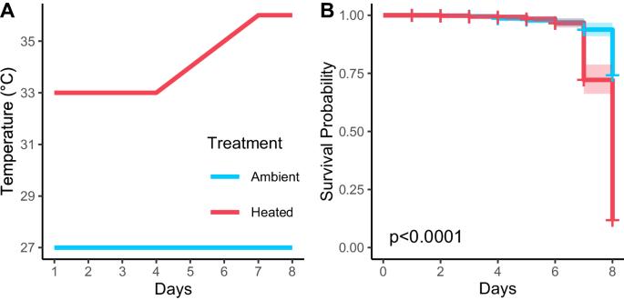 Complex parental effects impact variation in larval thermal tolerance in a vertically transmitting coral