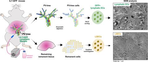 Interleukin-7-based identification of liver lymphatic endothelial cells reveals their unique structural features