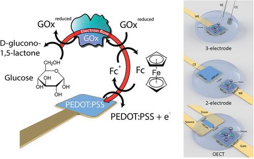 A Performance Comparison Between Organic Electrochemical Transistor and Electrode Configurations for Enzymatic Sensing