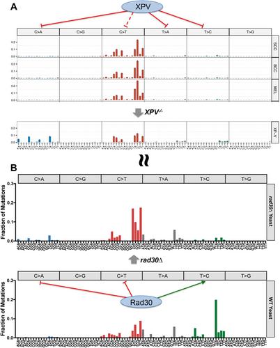 The Surprising Diversity of UV-Induced Mutations