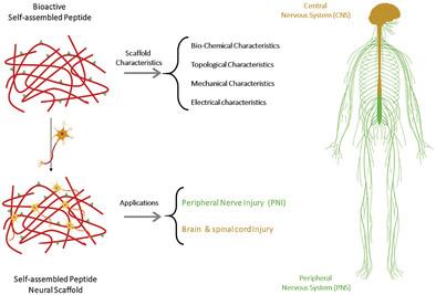 Harnessing the Potential of Self-Assembled Peptide Hydrogels for Neural Regeneration and Tissue Engineering