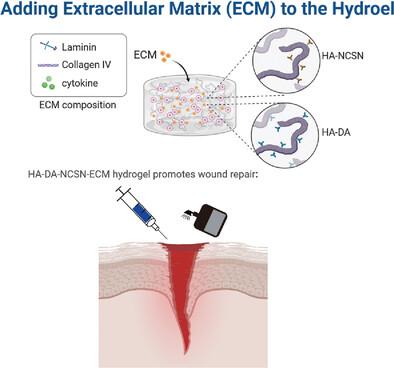 Hyaluronic Acid-Dopamine-NCSN Hydrogel Combined With Extracellular Matrix Promotes Wound Healing