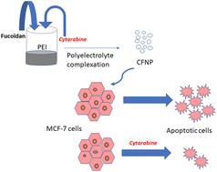 Development of polyethyleneimine cross-linked fucoidan nanoparticles as delivery systems for improved anticancer efficiency of cytarabine in breast adenocarcinoma cell lines†