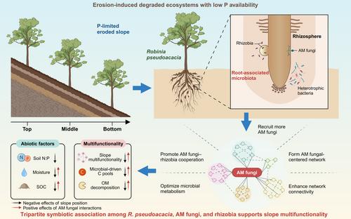 Arbuscular mycorrhizal fungal interactions bridge the support of root-associated microbiota for slope multifunctionality in an erosion-prone ecosystem