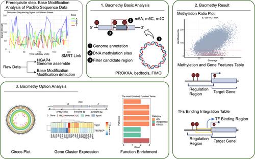 Bacmethy: A novel and convenient tool for investigating bacterial DNA methylation pattern and their transcriptional regulation effects