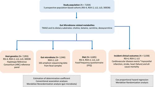 Unraveling interindividual variation of trimethylamine N-oxide and its precursors at the population level