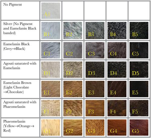 Mammal coloration as a social signal