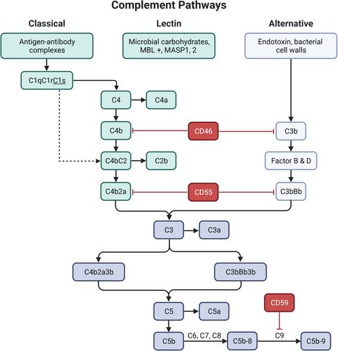 A 21-bp deletion in the complement regulator CD55 promotor region is associated with multifocal motor neuropathy and its disease course