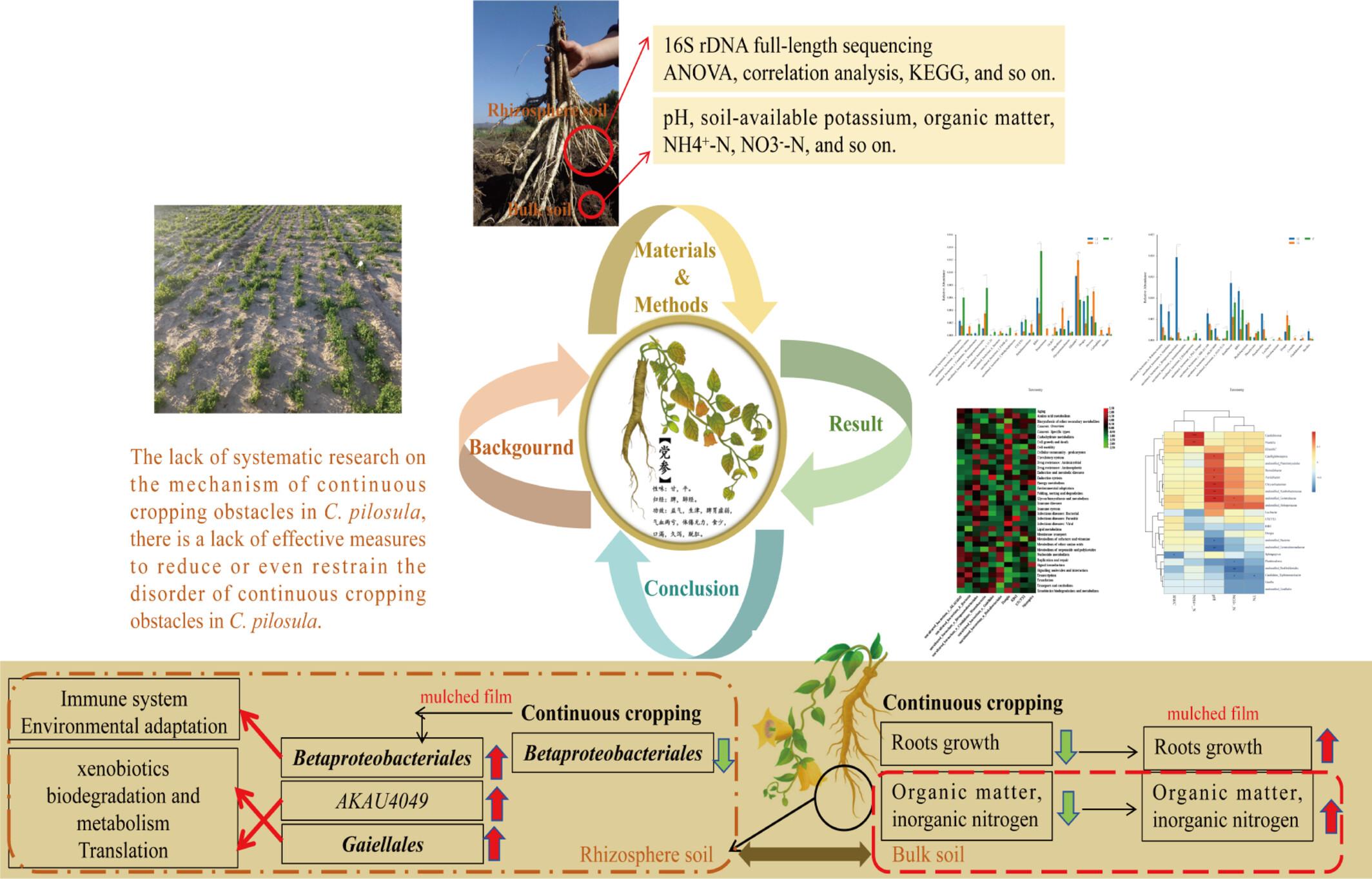 Mulch alleviates the continuous crop barriers of Codonopsis pilosula (Franch.) Nannf. by regulating the soil bacterial community