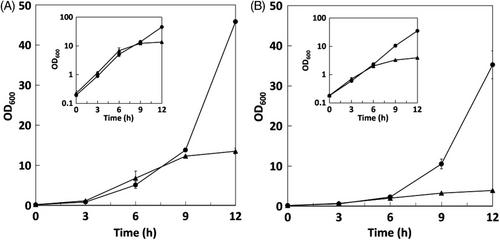 Gas supply apparatus using rotational motion of shaking incubator for flask culture of aerobic microorganisms