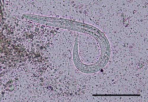 Strongyloides stercoralis in two dogs from a household in temperate Australia