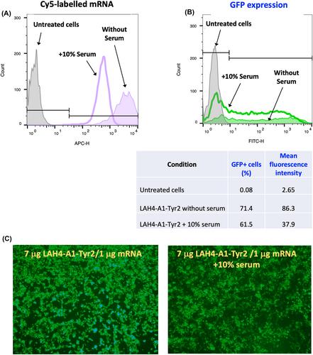 N-terminal modification of an LAH4-derived peptide increases mRNA delivery in the presence of serum