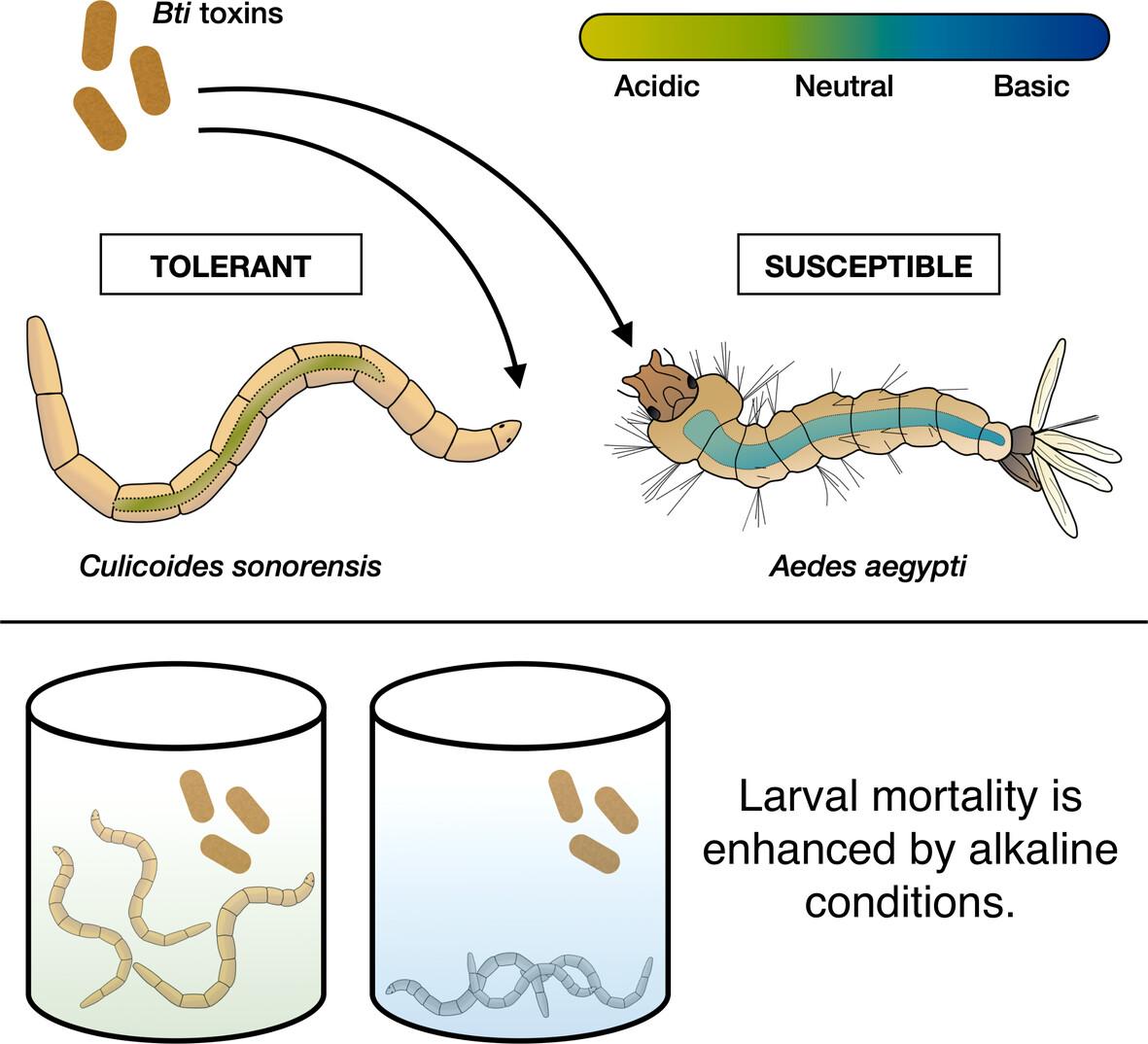 Variable gut pH as a potential mechanism of tolerance to Bacillus thuringiensis subsp. israelensis toxins in the biting midge Culicoides sonorensis