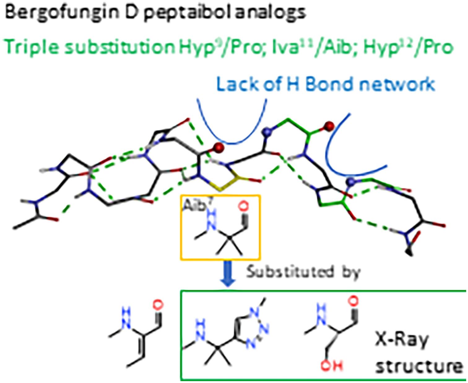 Bergofungin D, a peptaibol template for the introduction of chemical modifications, synthesis of analogs and comparative studies of their structures