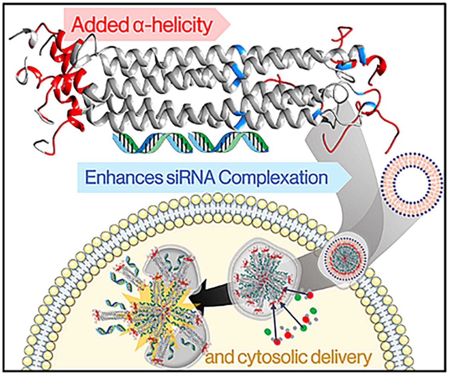 Supercharged coiled-coil protein with N-terminal decahistidine tag boosts siRNA complexation and delivery efficiency of a lipoproteoplex