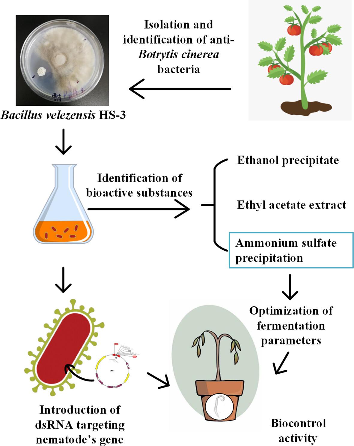 Enhancing tomato disease resistance through endogenous antifungal proteins and introduced nematode-targeting dsRNA of biocontrol agent Bacillus velezensis HS-3