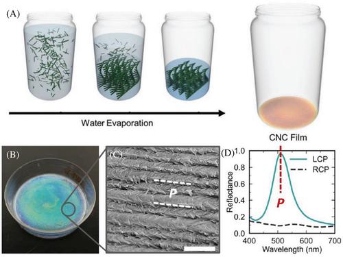 Chiral nematic cellulose nanocrystal composites: An organized review