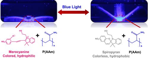 Light- and Solvent-Responsive Bilayer Hydrogel Actuators with Reversible Bending Behaviors