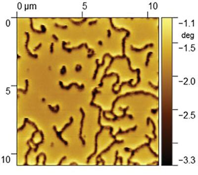 Exotic Topological Magnetic States in Thin Co/Pd Ferromagnetic Films