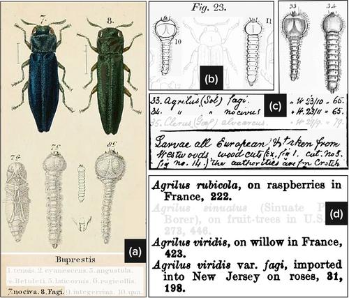 A review of Agrilus cuprescens (Ménétries, 1832), the rose stem girdler, in North America