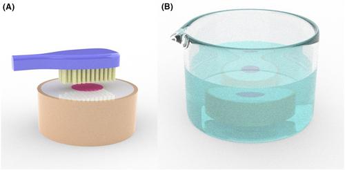 Enhancing mouthguard longevity: Impact of surface treatment against aging from brushing and disinfectant exposure