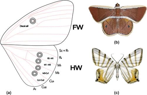 Phylogenomics of the geometrid tribe Palyadini (Lepidoptera: Geometridae) reveals contrasting patterns of phylogenetic signal in wing colour characters